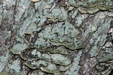 Cerrena unicolor image