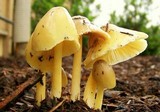 Bolbitius titubans var. olivaceus image