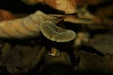 Polyporus brumalis image