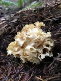 Sparassis crispa image