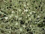 Cladonia amaurocraea image