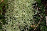Cladonia amaurocraea image