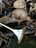 Clitocybula atrialba image