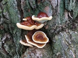 Ganoderma sessile image