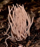 Clavaria fumosa image