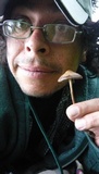 Panaeolus cinctulus image