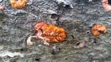 Phlebia radiata image