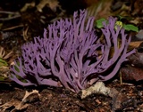 Clavaria zollingeri image