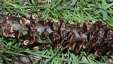 Hydnoporia tabacina image