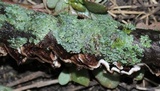 Hydnoporia tabacina image