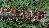 Hydnoporia tabacina image
