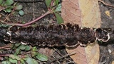 Hydnoporia tabacina image
