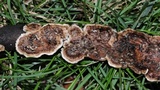 Hydnoporia tabacina image