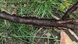 Hydnoporia tabacina image