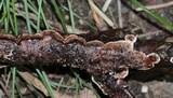 Hydnoporia tabacina image