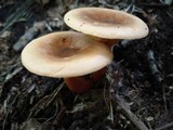 Hygrophoropsis aurantiaca image