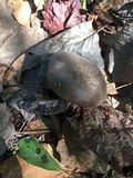 Tylopilus griseocarneus image