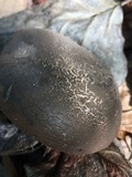 Tylopilus griseocarneus image