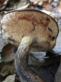 Tylopilus griseocarneus image