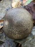 Tylopilus griseocarneus image