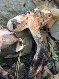 Tylopilus griseocarneus image