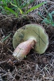 Boletus patrioticus image