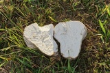 Calvatia cyathiformis image