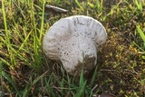 Calvatia cyathiformis image