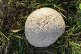 Calvatia cyathiformis image