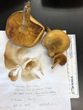 Gymnopilus luteus image