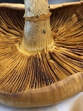 Gymnopilus luteus image