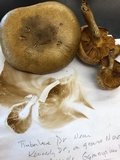 Gymnopilus luteus image