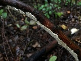 Irpex lacteus image