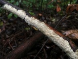 Irpex lacteus image