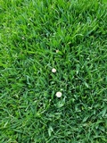 Panaeolus olivaceus image