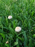 Panaeolus olivaceus image