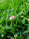Panaeolus olivaceus image