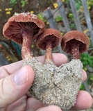 Laccaria trullisata image