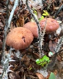 Laccaria trullisata image