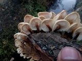 Flammulina populicola image