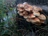 Flammulina populicola image