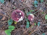Russula xerampelina image