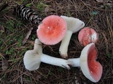 Russula silvestris image