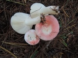 Russula silvestris image