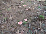 Russula silvestris image