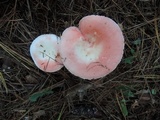 Russula silvestris image