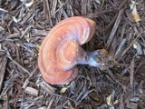 Ganoderma curtisii image