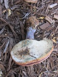 Ganoderma curtisii image