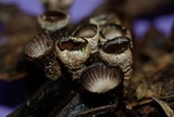 Hypocrea latizonata image