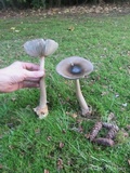 Amanita pachycolea image